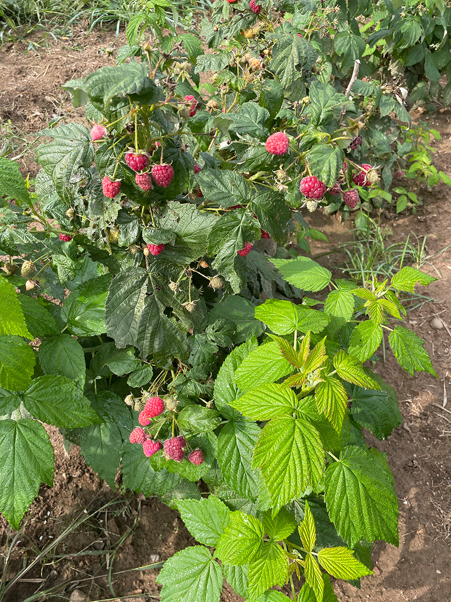 Vegetables and raspberries