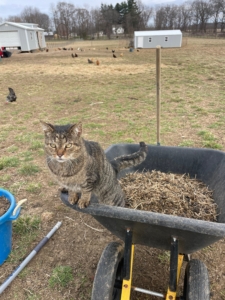 Cat harvesting poop