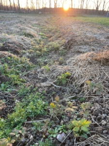 Sunset over Raspberries